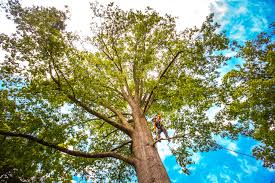 Professional Tree Services in Winnsboro, LA